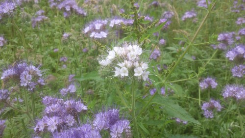 Phacelia wit