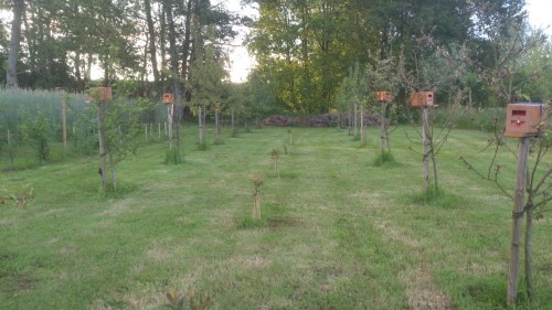 Bevruchtingsstand, apidea's