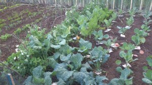 DSC_0409 (Custom).jpg