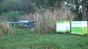 jongvolkjes, broedafleggers