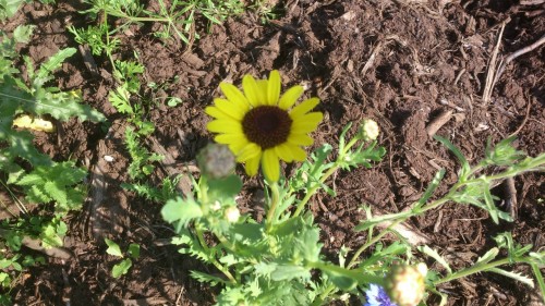 bloemenmengsel voor insecten