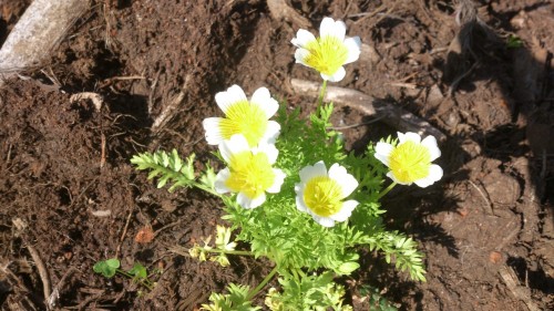 bloemenmengsel voor insecten