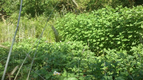 aardappelveldje, aardperen