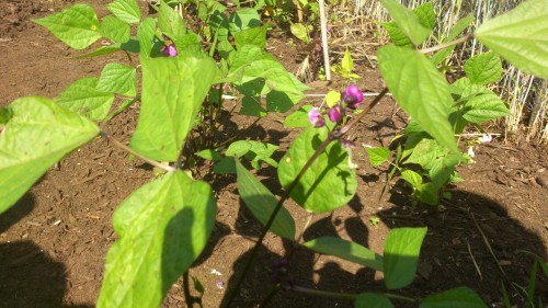 DSC_0464 (Custom).jpg