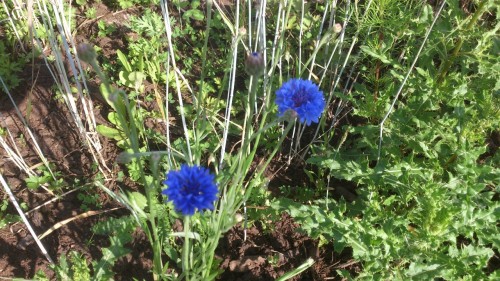 bloemenmengsel voor insecten