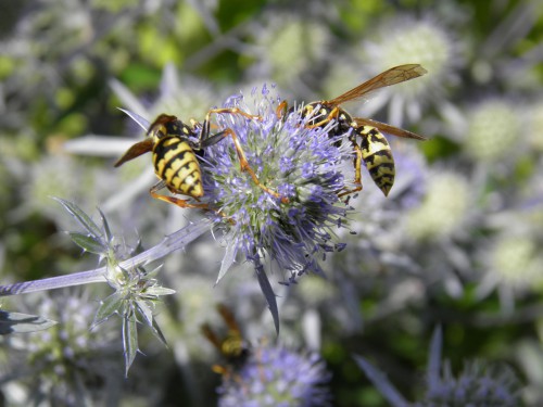 wespen, kogeldistel