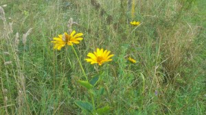 DSC_0501 (Custom).jpg