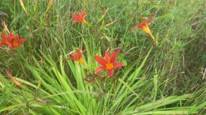 DSC_0495 (Custom).jpg