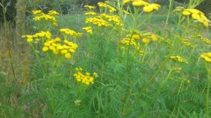 DSC_0502 (Custom).jpg