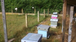 DSC_0486 (Custom).jpg