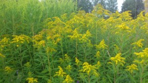 DSC_0497 (Custom).jpg