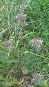 DSC_0496 (Custom).jpg