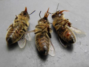 Bijen, intoxicatie, tong