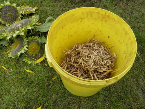 zaden bladramenas en zonnebloem