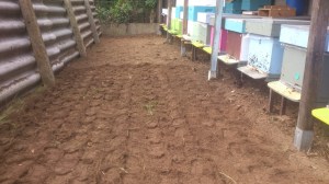 aanplanting crocussen