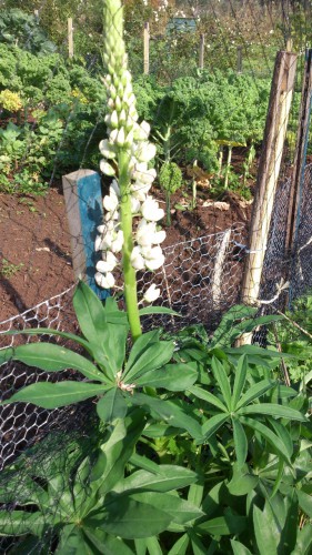 lupine