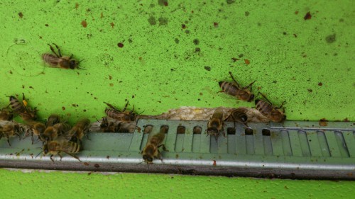 segeberger, knaagschade