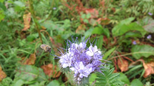 Phacelia