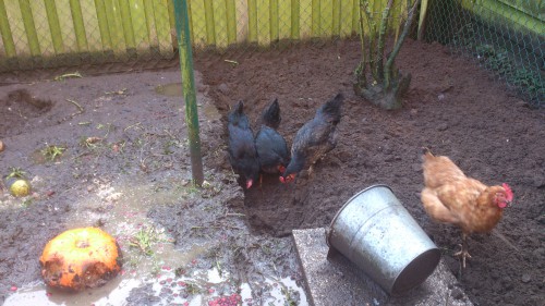 kippenren, afwatering