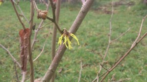 Hamamelis