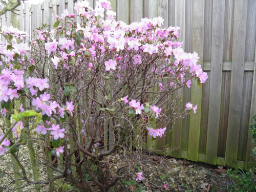 rododendron