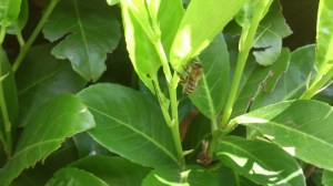 bladnectar, laurierkers