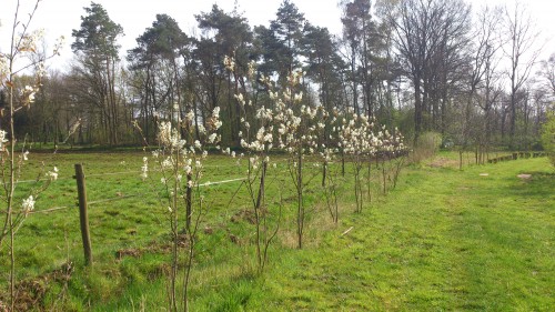 amelanchier, krentenboompje
