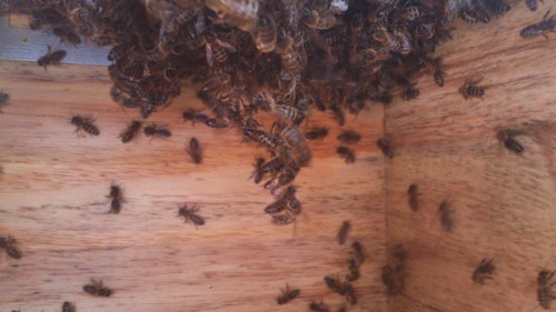 ecokast, doorhangen bijen