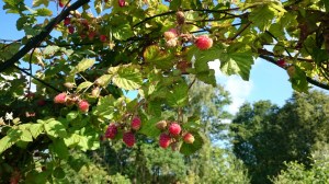 rozenboog met bessen