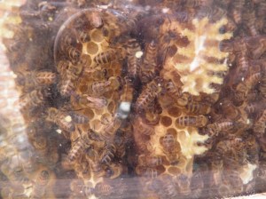 ecokast, verzegeld broed