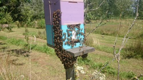 apidea, baardvorming