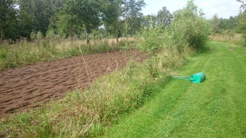 phacelia, walsen ingezaaid perceel