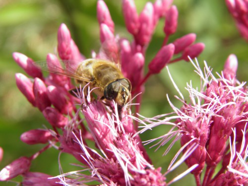 koninginnenkruid, blinde bij