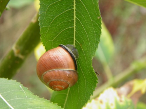 waterbroek, huisjesslak
