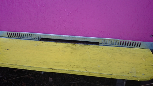 open vliegspleet, Kempische kast