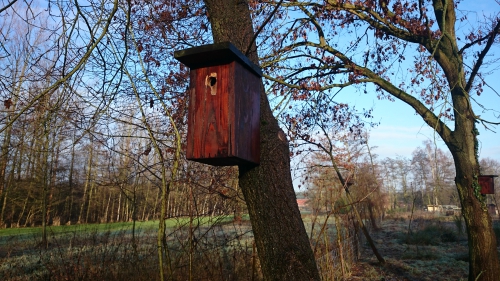 nestkastjes, koolmees