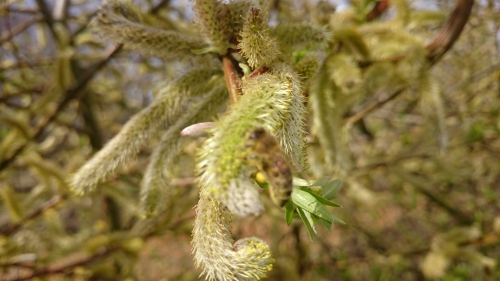 bij op wilgenkatjes