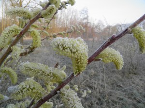 wilgenkatjes nachtvorst