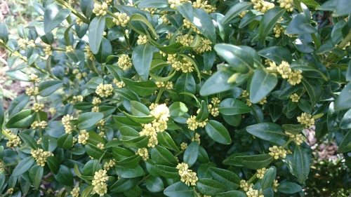 buxus, bloesemknoppen