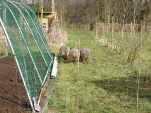 ouessant,àschaapjes