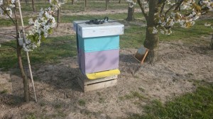 kersenplantage, Kempische kast