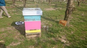 kersenplantage, Kempische kast