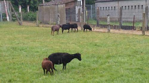 Ouessant, schapen, scheren