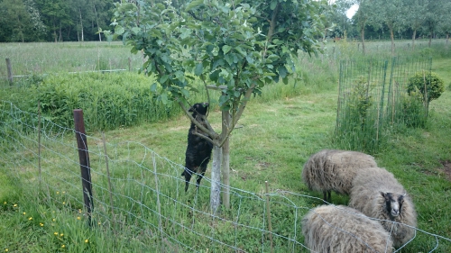 ouessant, lam, appelboom