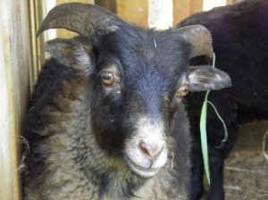 ouessant, jong bokje