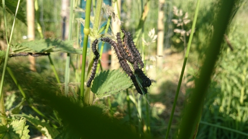 brandnetels, rupsen, dagpauwoog