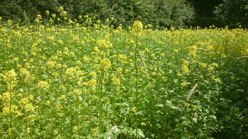 bloeiende mosterd