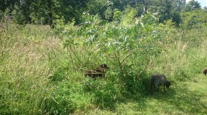 ouessant, boklam, bandwilg