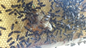 koninginnendoppen, redcellen