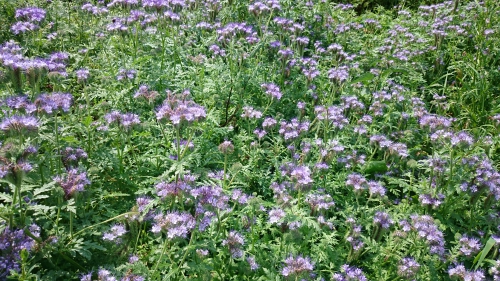 phacelia